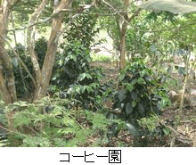 coffee-garden_mini.gif