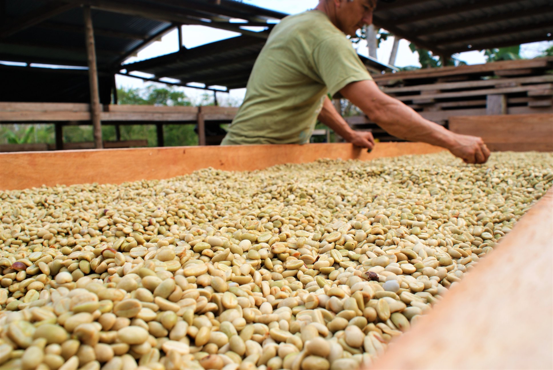フェアトレードコーヒー豆の乾燥工程